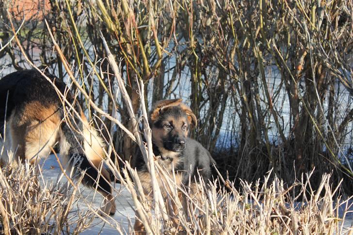 Schæferhund Lobo billede 13