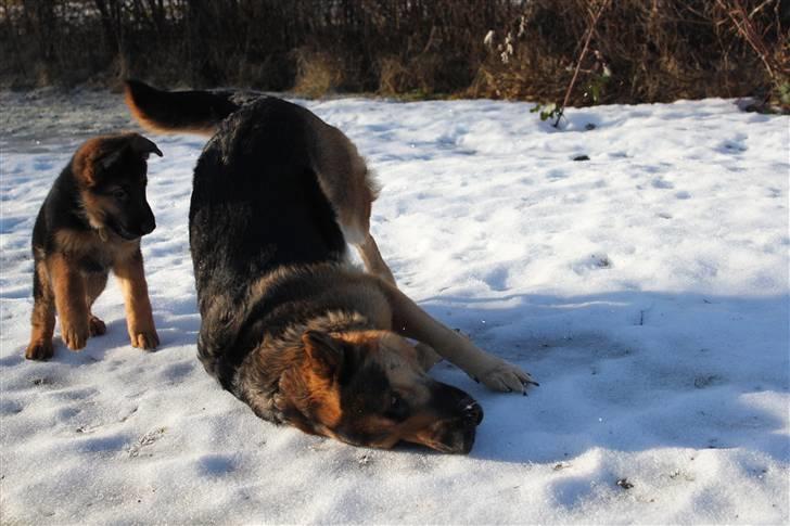 Schæferhund Leika billede 14