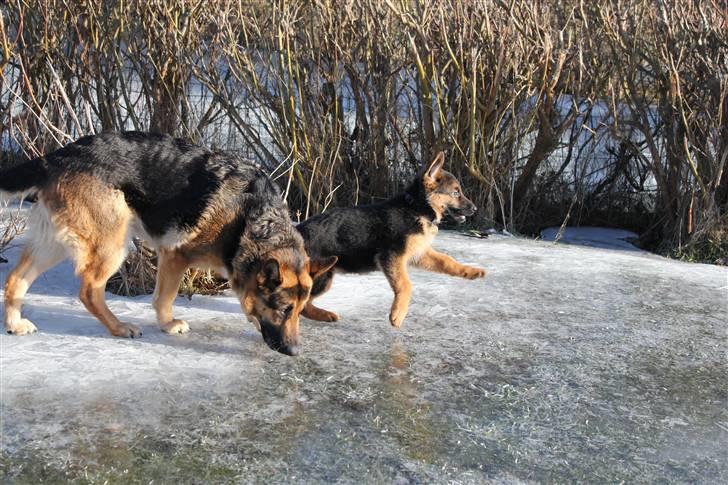 Schæferhund Lobo billede 14