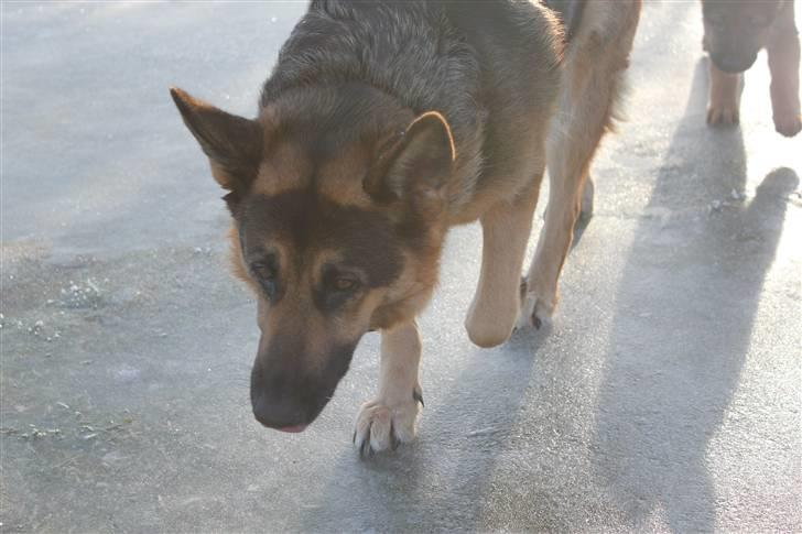 Schæferhund Leika billede 15