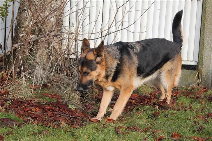 Schæferhund Leika billede 16