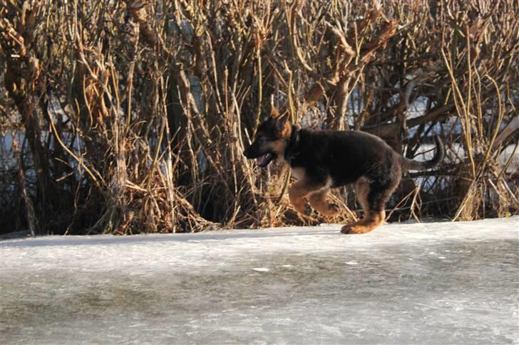 Schæferhund Lobo billede 15
