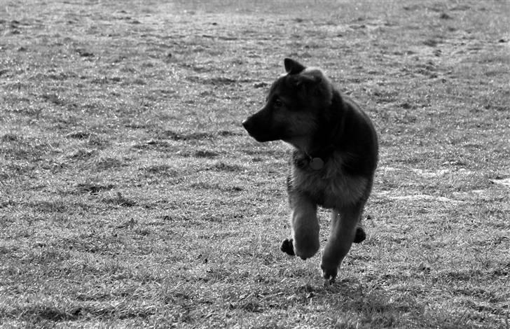 Schæferhund Lobo billede 16