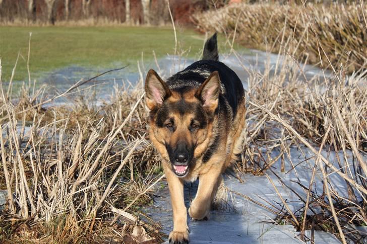 Schæferhund Leika billede 17