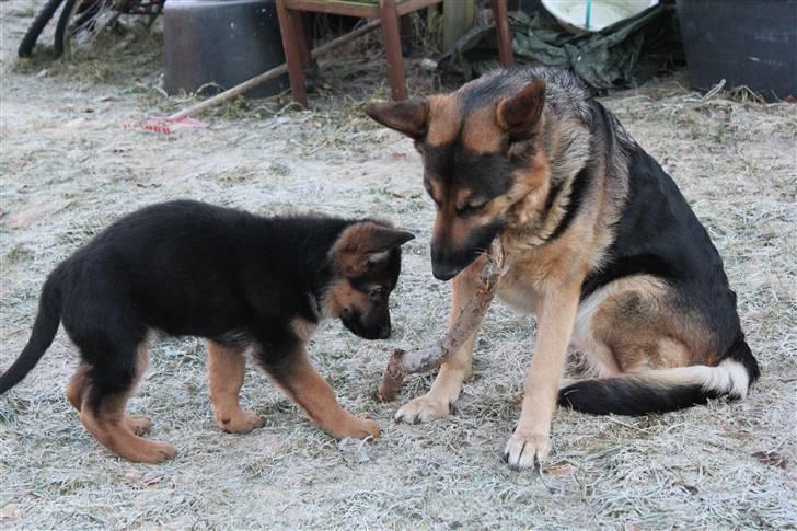 Schæferhund Leika billede 18