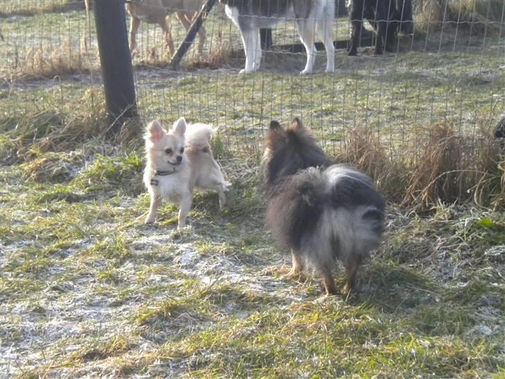 Chihuahua Elvis <3 - Elvis er i legestue, han har fundet en god ven at lege med :D billede 6