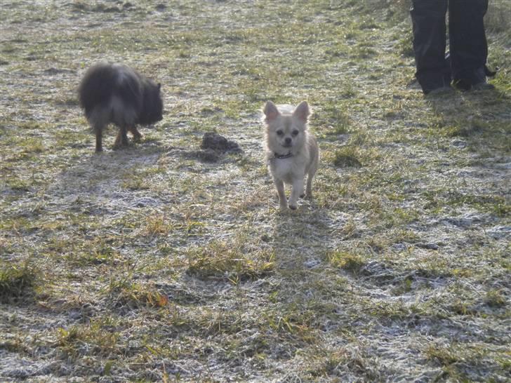 Chihuahua Elvis <3 - Er han ikke bare en flot fyr <3 billede 5