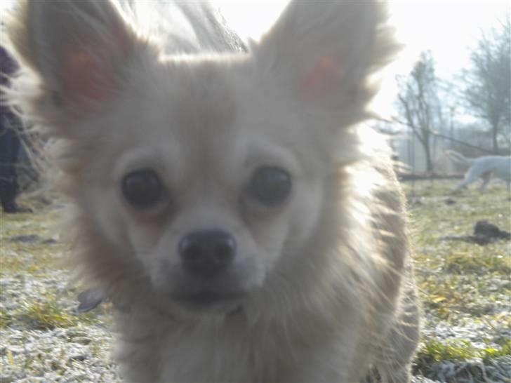 Chihuahua Elvis <3 - Smukke, smukke, smukke hund <3 <3 billede 7
