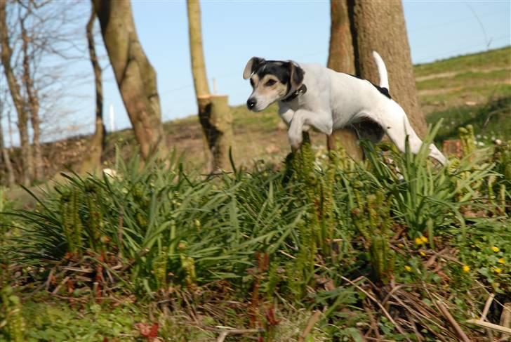 Dansk svensk gaardhund Chvik - Velkommen til Chvik´s Profil :D Læg gerne en kommentar og bedømmelse inden du smutte:D En Hund med udstålning i top!! :D billede 1