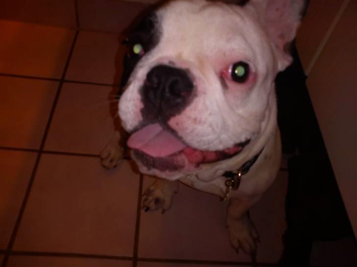 Fransk bulldog Balder - Balder som DAMP hunden :D billede 15