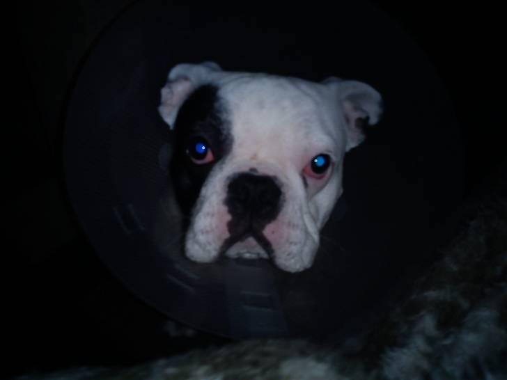 Fransk bulldog Balder - hvor er du ond mor, kan ikke li den krave altså... han var ikke særlig lykkelig billede 16