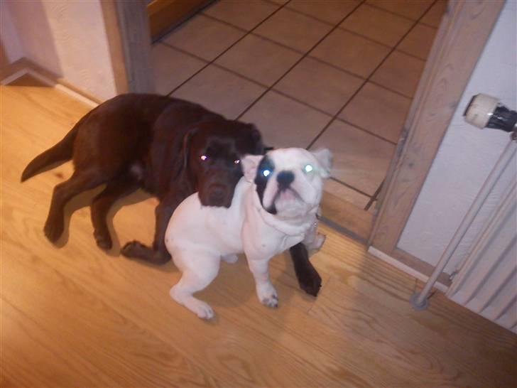 Fransk bulldog Balder - Bedste venner :D billede 17