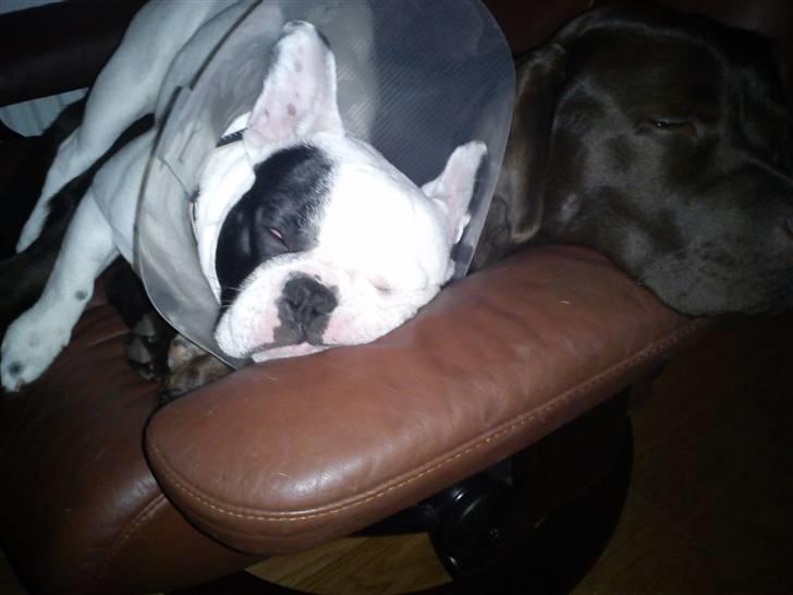 Fransk bulldog Balder billede 18