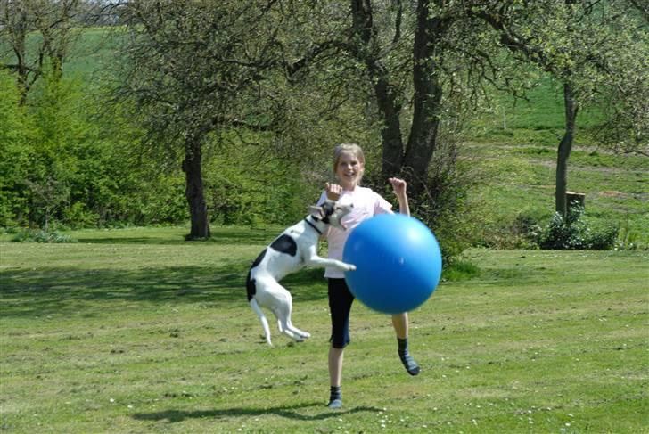Dansk svensk gaardhund Chvik - Sommer, i haven og spille bold <33 :D billede 2