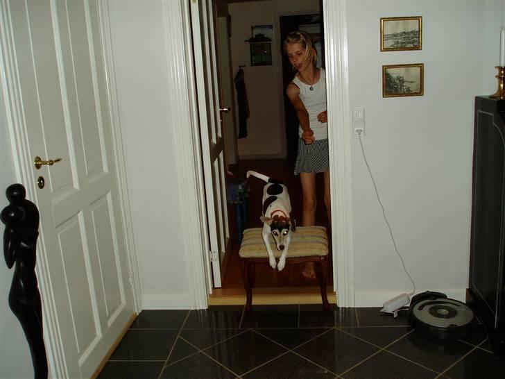 Dansk svensk gaardhund Chvik - Gammelt, vi springe :D billede 3