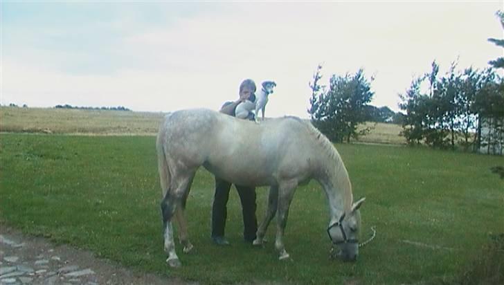 Dansk svensk gaardhund Chvik - Chvik sidder på min pony Silke´s ryk :D <3  billede 4