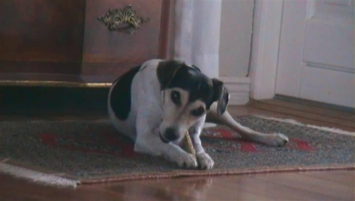 Dansk svensk gaardhund Chvik - Chvik med gnaveben <33 :D billede 5