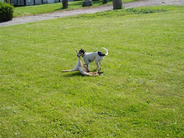 Dansk svensk gaardhund Chvik - Første bytte, som lille jagt hund, har været med på en jagt :) billede 6
