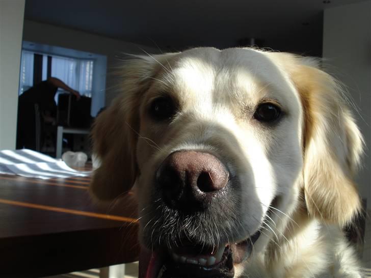 Golden retriever Coco billede 1