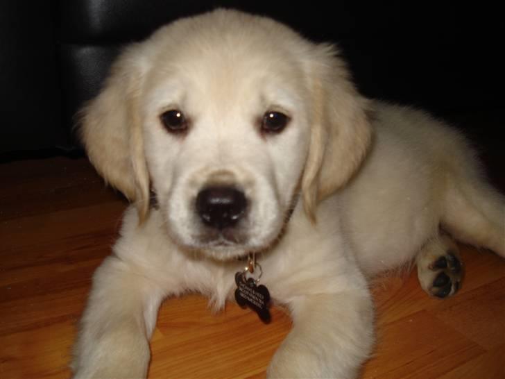 Golden retriever Coco billede 2