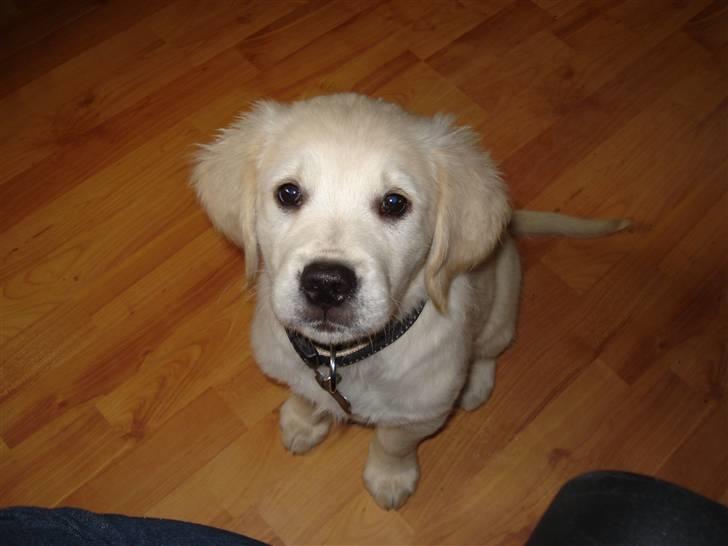 Golden retriever Coco billede 3