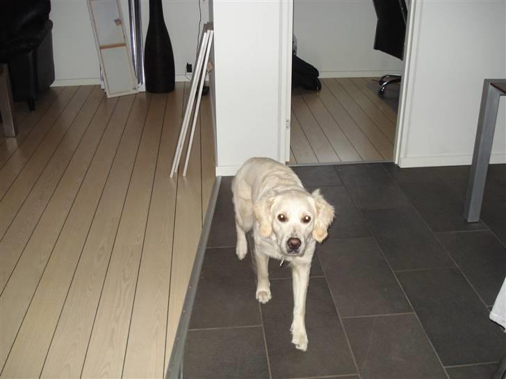 Golden retriever Coco billede 4