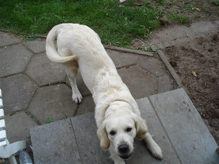 Golden retriever Coco billede 5