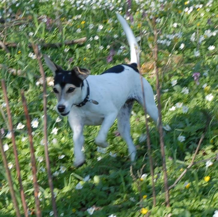 Dansk svensk gaardhund Chvik - <33 billede 8
