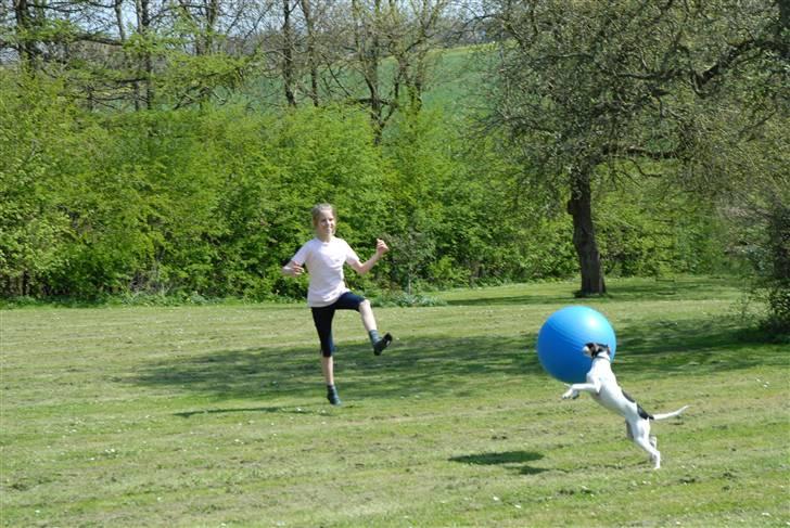 Dansk svensk gaardhund Chvik - Sommer igen <3 billede 10