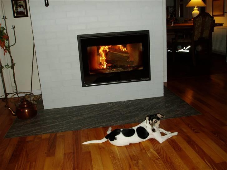 Dansk svensk gaardhund Chvik - Om vinteren er pejsen, det bedste sted at være! :D billede 11