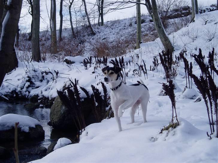 Dansk svensk gaardhund Chvik billede 12