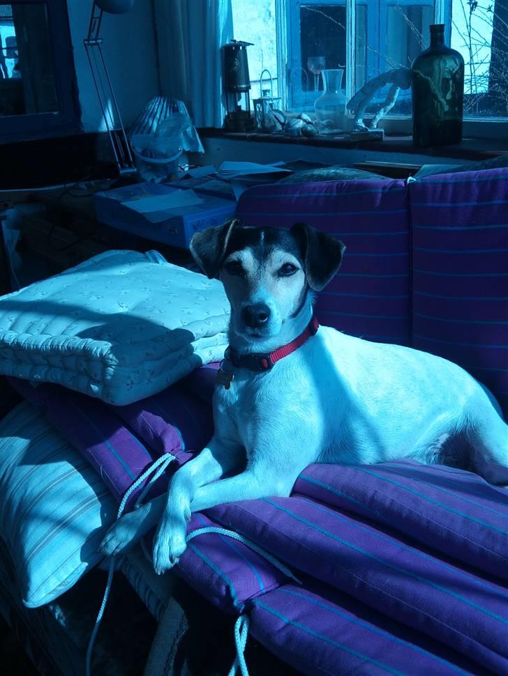 Dansk svensk gaardhund Chvik - Hendes helt egen veranda eller det tror hun :) <3 billede 13