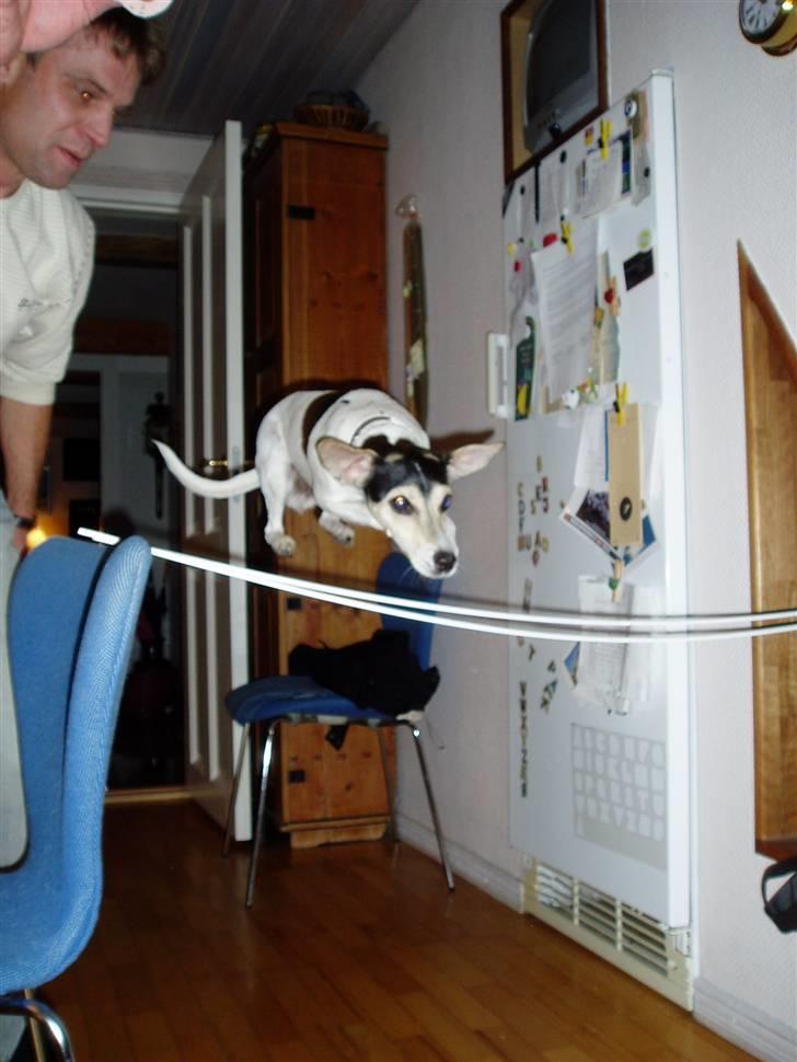 Dansk svensk gaardhund Chvik - Hopla :D ligner lidt en rotte, men er en fantastisk springer! :) <3 billede 14