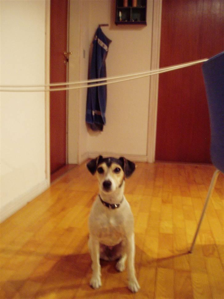 Dansk svensk gaardhund Chvik - Hendes høje i forhold til hvad hun kan springe og lidt til :)  billede 15