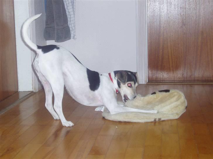 Dansk svensk gaardhund Chvik - -Jeg elsker at lege med min pude! :D  billede 17