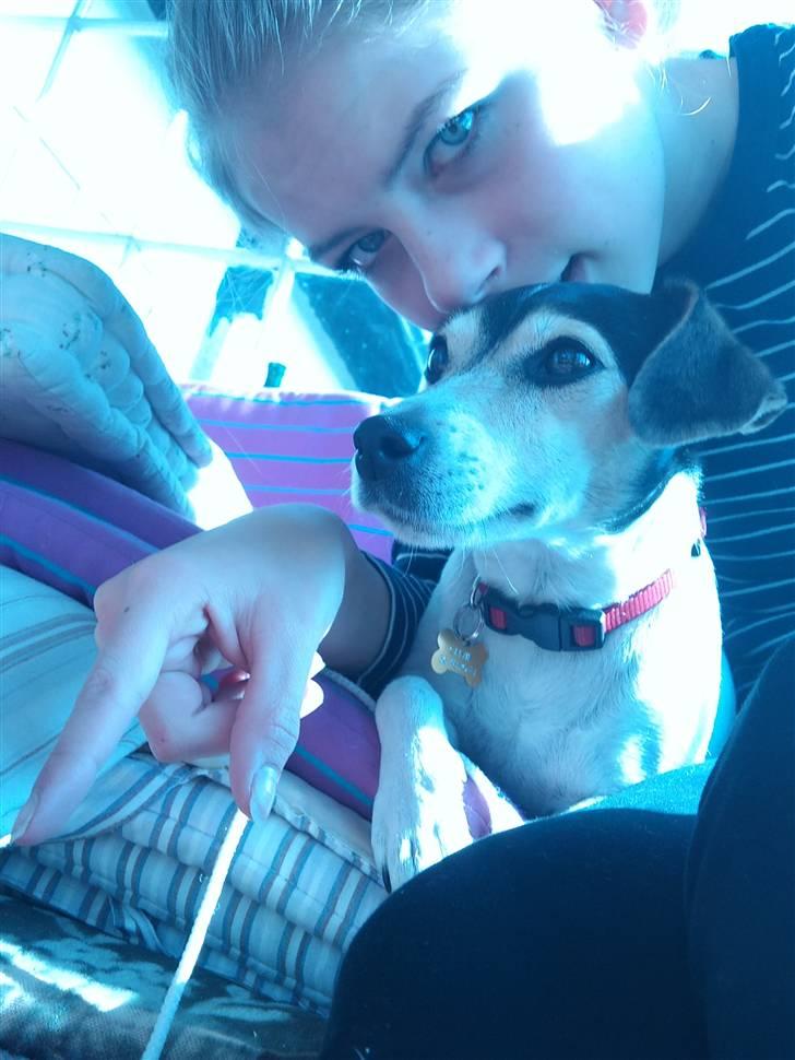 Dansk svensk gaardhund Chvik - Du og jeg <33 billede 18