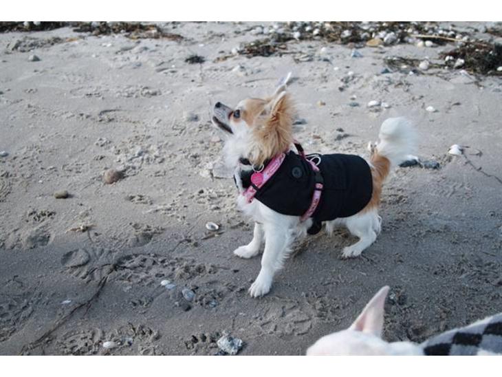 {{currentPhoto.altText}} billede {{currentPhoto.number}}