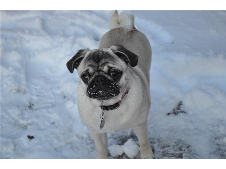 Mops Enya billede 1