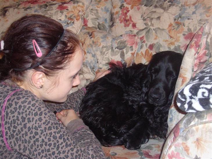 Cocker spaniel Luca - åårh... jeg er træt...  billede 1