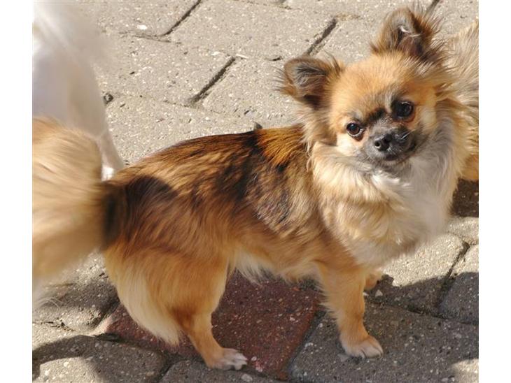 {{currentPhoto.altText}} billede {{currentPhoto.number}}