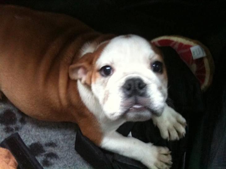Engelsk bulldog R.I.P...Fie billede 1