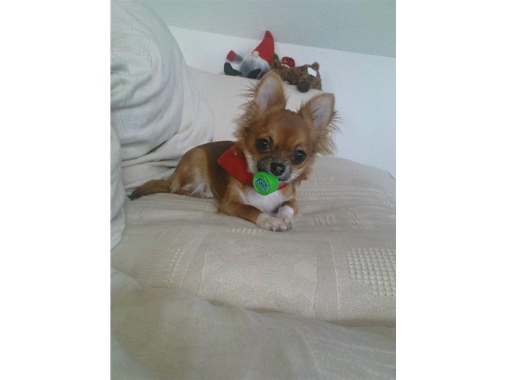 {{currentPhoto.altText}} billede {{currentPhoto.number}}