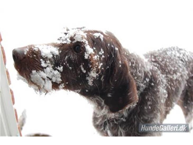 {{currentPhoto.altText}} billede {{currentPhoto.number}}