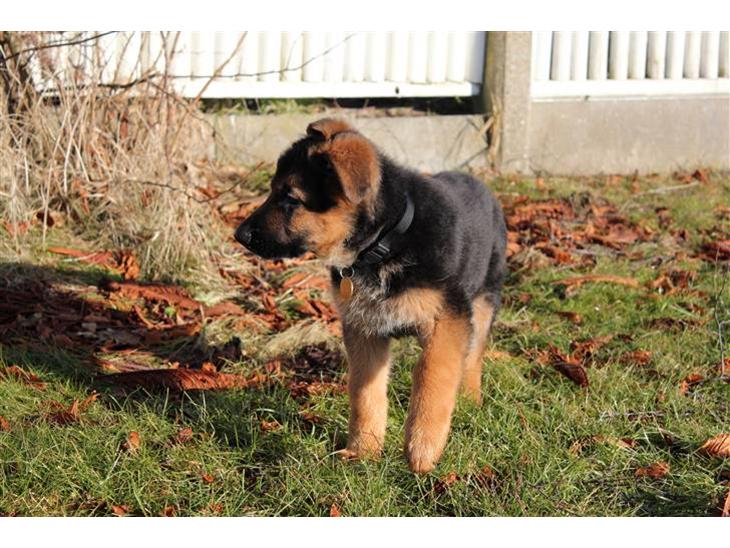 {{currentPhoto.altText}} billede {{currentPhoto.number}}