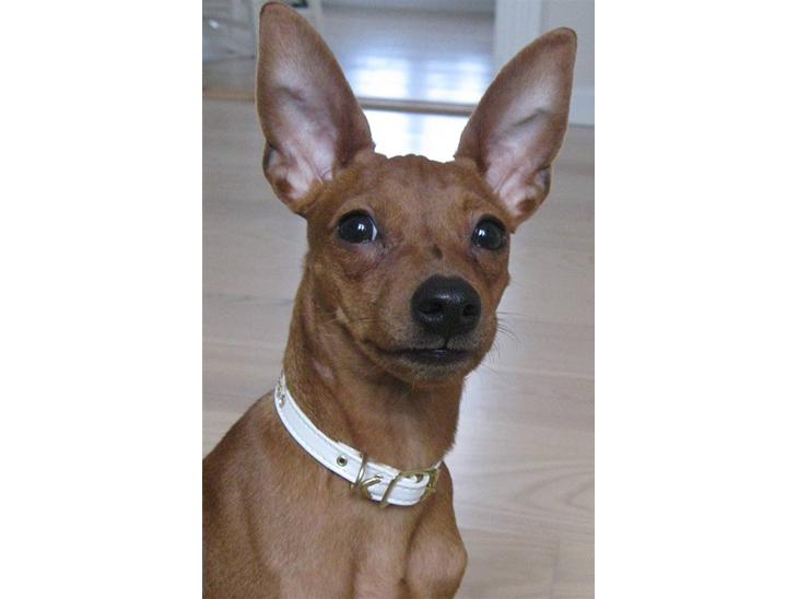 {{currentPhoto.altText}} billede {{currentPhoto.number}}