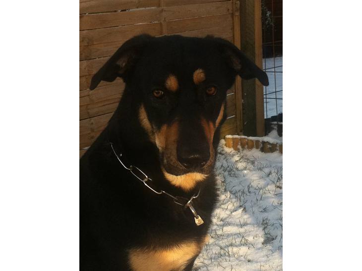 {{currentPhoto.altText}} billede {{currentPhoto.number}}