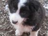 Border collie Cody
