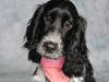 Cocker spaniel Leah