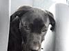 Labrador retriever Trille