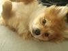 Blanding af racer Pomeranian/Papillon Jack